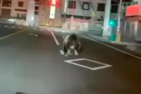 棕熊凌晨在四川石渠城区奔跑 官方：疑似迷路已离开，未造成人员伤亡图片