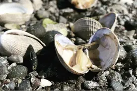 美国养殖场大量蛤蜊被热浪烤熟 海滩上密密麻麻全是打开的贝壳图片