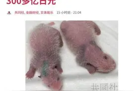 日媒：日本东京上野动物园双胞胎大熊猫公开亮相后，一年内经济效果估算将超300亿日元图片