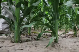 为土壤“看病”的人视频封面