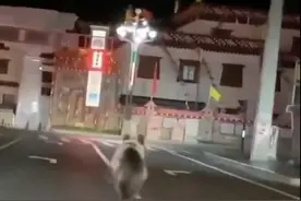 棕熊凌晨在四川一县城内奔跑，曾与民警相撞！当地称熊已离开图片