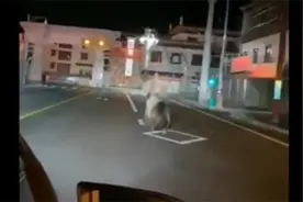 四川甘孜，一头壮硕的棕熊在大街上狂奔……图片