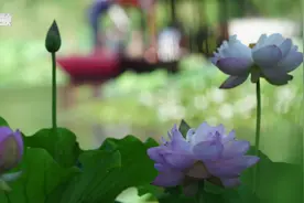 荷花深处小船通，来紫竹院公园体验“荷花渡”美景图片