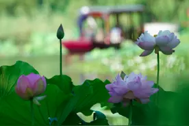 荷花深处小船通，来紫竹院公园体验“荷花渡”美景图片