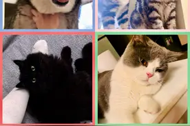 铲屎官必看：不用烤箱也不用裱花就能做的宠物蛋糕秘籍图片