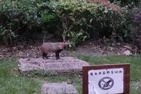 野生“貉”现身上海逾百个小区，数量多还“袭击”人和宠物视频封面