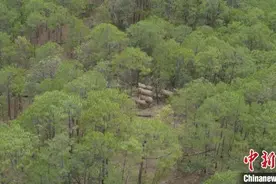 大象北迁，造成的损失谁来赔付图片