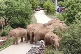 “流浪”象群成国际明星 外媒赞中国动物保护得力图片