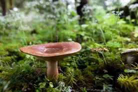 夏日煲汤良品，解毒祛湿土茯苓图片