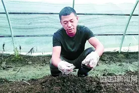 蚯蚓吃秸秆 吐出“黄金”来图片