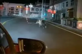 熊出没！凌晨，一只棕熊在街头狂奔…图片