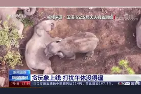 要把大象叫醒总共分几步？贪玩小象为你演示图片