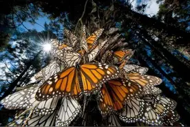 如何给古生物画上正确的颜色图片