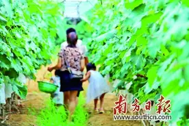 葡萄熟了图片