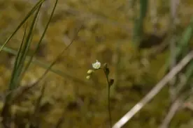 能吃虫的菜！重庆发现新记录物种图片