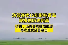 浒苔连续15年影响青岛，规模创历史新高，覆盖面积是去年9倍图片