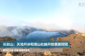 长白山：天池开冰和高山杜鹃开放美景同现视频封面