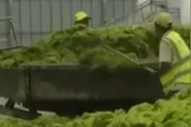 青岛海洋局回应黄海遭最大规模浒苔侵袭：正在不断清理视频封面