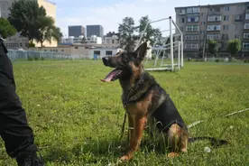 拍卖54只淘汰警犬：竞售热情背后的认养建议图片