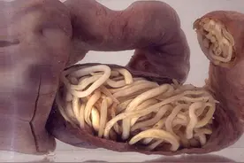 禁止套娃：身为寄生虫为什么还会被寄生啊……图片