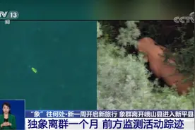 独象离群一个月！它还好吗？何时归队？来看→图片