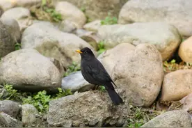 科普 | 城中黑鸟——乌鸫图片