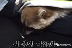 宠物浣熊被小姐姐养到40斤重，超胖一大只，要靠抓泥鳅减肥图片