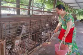 一只受伤猴子开启她的救助之路，这个四川女子7年救助上千只野生动物图片