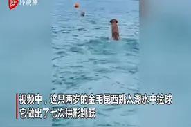 美国一金毛犬跳水中捡球 被拍到像海豚一样拱形跳跃图片
