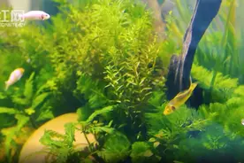 益阳大通湖：水草种出“新高度”图片