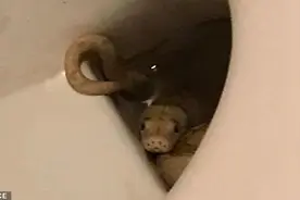 细思极恐！邻居宠物蟒从下水道逃逸 澳州男子如厕被咬伤图片