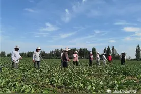 皖北小村庄，长三角里的振兴故事图片