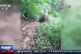 秒变“象”皮擦！小象滑滑梯下山萌翻了图片