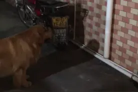 自家狗狗对着排水管狂吠，切开发现里面有只猫！主人已领养小猫图片