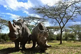 英媒：地球上仅存两只雌性北方白犀牛母女濒临绝种 动物学家想方设法留住物种图片