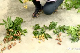 黄皮果、山黄皮、鸡皮果是一种东西吗？别傻傻分不清楚啦→图片