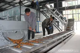 云南：机械一体化推动坚果产业实现从“大”到“强”图片