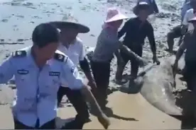 12头领航鲸搁浅台州海域滩涂上，警民搭帐篷浇水救援图片