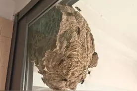 困扰一个多月的马蜂窝，一分钟摘除了图片