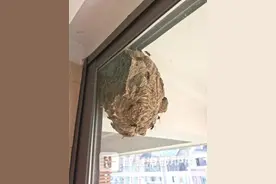 困扰一个多月的马蜂窝，一分钟摘除了图片