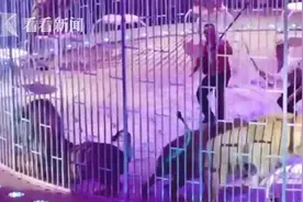 俄罗斯马戏团12头雄狮内斗 两名驯兽师被围中间图片