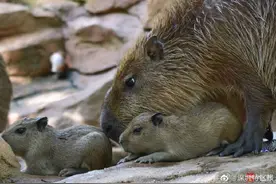 “最大老鼠”在深圳产下6只萌宝图片