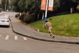 神秘黑鸟连续6年光顾贵州一高校，只啄男生不啄女生，专家：只是巧合图片