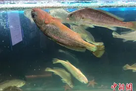 浙江全人工规模化养殖小黄鱼“游上”餐桌图片