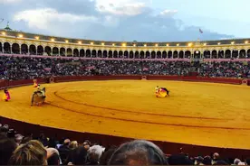 没经验的、凶猛好斗的、盲目冲出舒适区的，最容易被耍弄至死图片