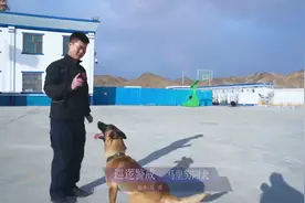 第一视角带你看警犬训练日常视频封面