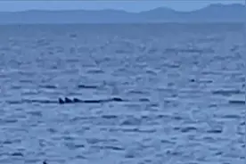浙江台州海域多头领航鲸搁浅！高温下警民用湿棉被为其降温图片