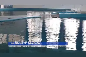 江豚母子戏水欢视频封面
