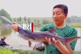 3亿年前“恐龙时期”珍稀鱼类现身襄阳，鸭嘴鲟养殖走出另类致富路图片