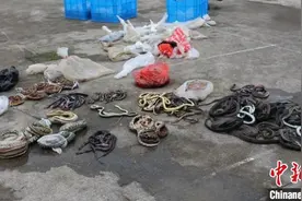 浙江台州警方查获500余条野生蛇 捕蛇者涉嫌非法狩猎罪图片